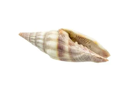 Shells of a sea snail on a white isolated background Foto stock