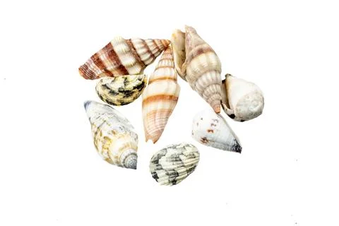 Shells of a sea snail on a white isolated background Foto stock