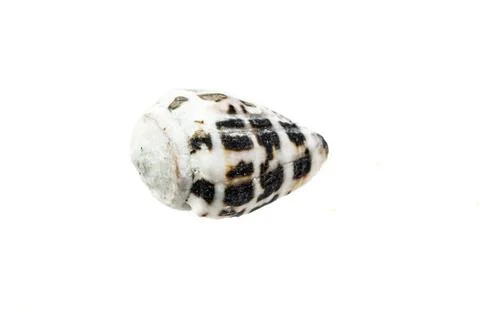 Shells of a sea snail on a white isolated background 库存照片