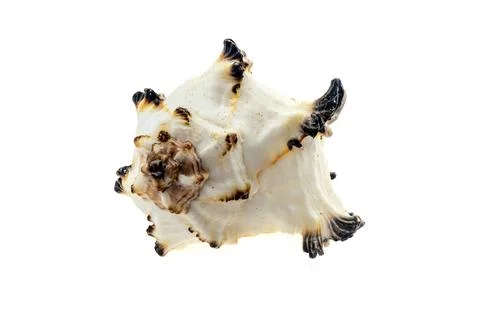 Shells of a sea snail on a white isolated background 库存照片