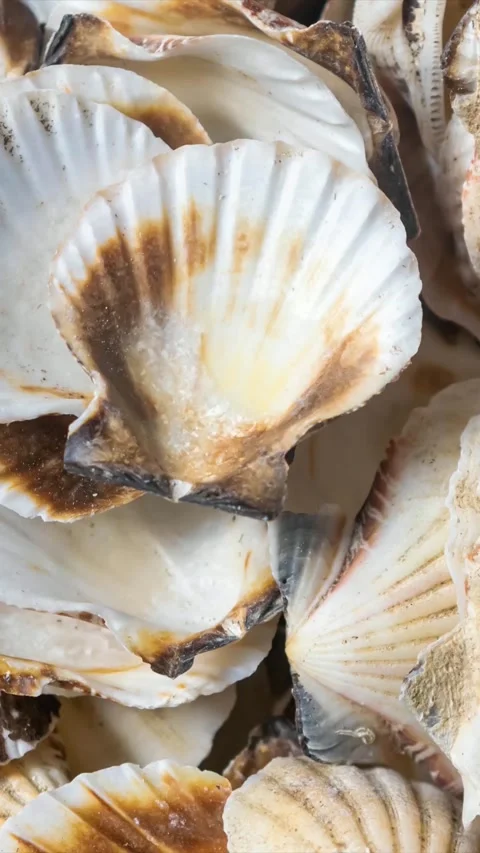 Shells of sea snails. background or texture Stock Footage 301119260