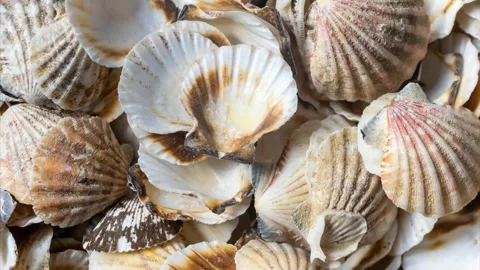 Shells of sea snails. background or texture Stock Footage 301119295