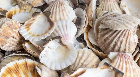Shells of sea snails. background or texture Foto stock