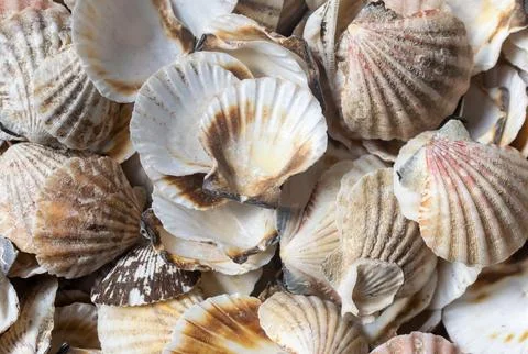 Shells of sea snails. background or texture Stock Photos