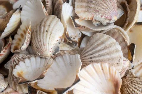 Shells of sea snails. background or texture Foto stock