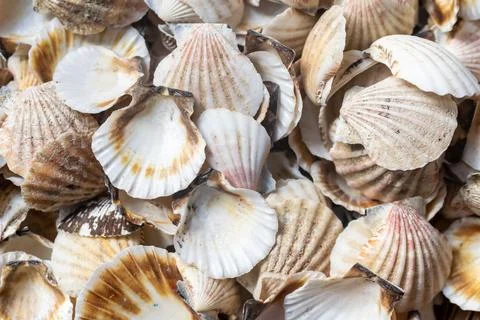 Shells of sea snails. background or texture Foto stock