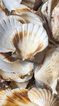 Shells of sea snails. background or texture Stock Photos