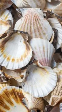 Shells of sea snails. background or texture Stockfoto's