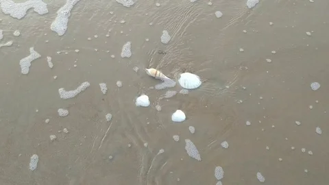 Shells on sea water Stock Footage 108429771