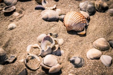 Shells on the seashore. Stock Photos