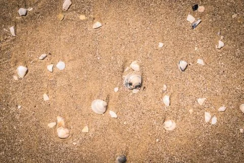 Shells on the seashore. Stock Photos