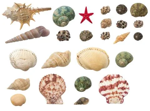 Shells set isolated on white background Stock Photos