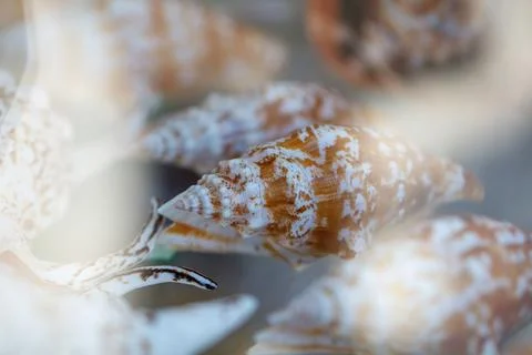 Shells in shallow focus, showing intricate surface patterns and warm tones 스톡 사진