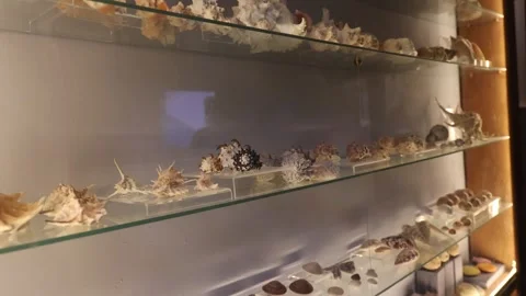 Shells on a shelf Stock Footage 259912150