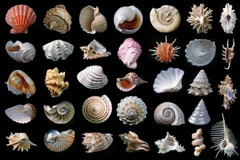 Shells. Shell set on a black background (isolated). Copyright: xZoonar.com... 库存照片