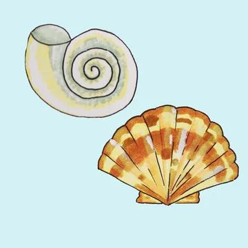 Shells, shellfish Stock Illustration