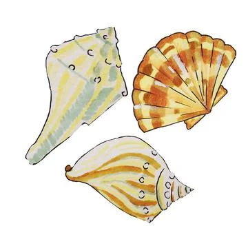 Shells, shellfish Stock Illustration