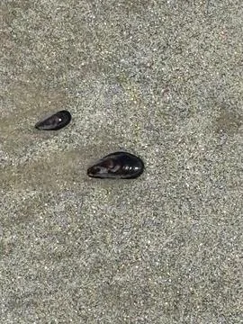 Shells on Shining Sand Фото