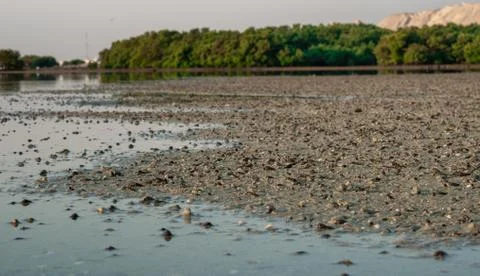 Shells in the shore during low tide at Wakra beach in Qatar. living Sea shell Stock Photos