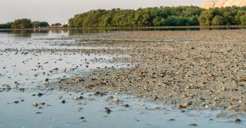 Shells in the shore during low tide at Wakra beach in Qatar. living Sea shell Stock Photos