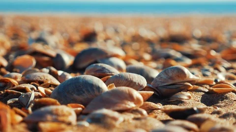 Shells on the shore of the ocean Stock Footage 86176792