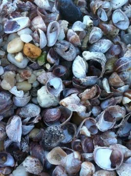 Shells on the shore 스톡 사진