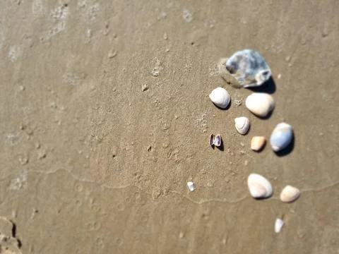 Shells on the shore of the sandy beach Stock Photos