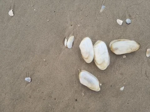Shells on the shore of the sandy beach Stock Photos