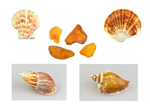 Shells, snails and amber Stock Photos