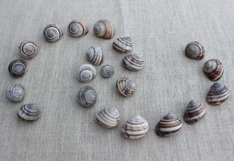The shells of snails on a linen cloth Stock Photos