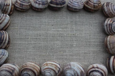 The shells of snails on a linen cloth Stock Photos