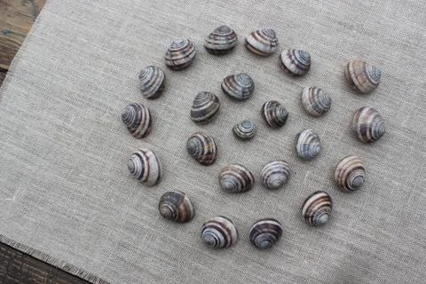 The shells of snails on a linen cloth Stock Photos