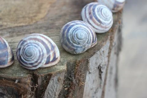 The shells of snails on a stump Stock Photos