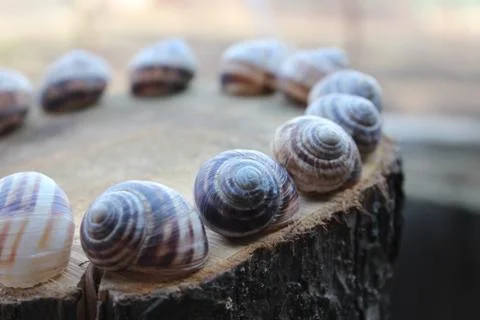 The shells of snails on a stump Stock Photos