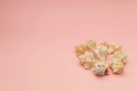 Shells on a soft pink background Stock Photos