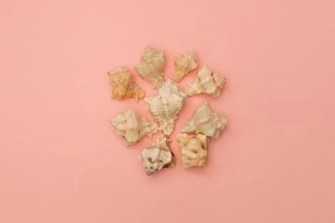 Shells on a soft pink background Stock Photos
