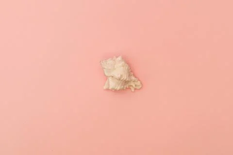 Shells on a soft pink background Stock Photos