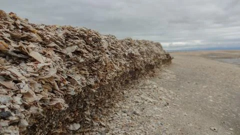 Shells Stacked Upon Each Other Foto stock