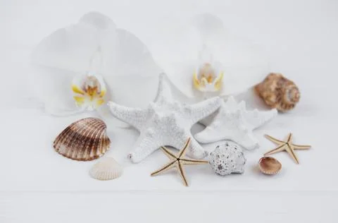Shells, starfish and orchids Foto stock