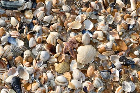 Shells with a starfish on the beach close to Den Helder in the Netherlands Stock Photos