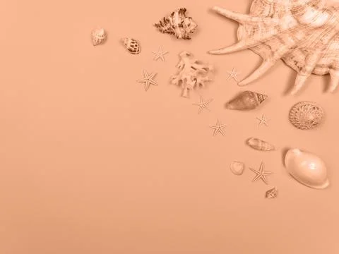 Shells, starfish, corals on a background with a copy space. The background is Stock Photos