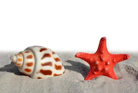 Shells with starfish Stock Photos