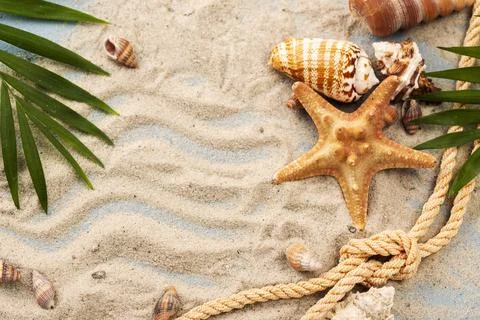 Shells starfish sand. High quality and resolution beautiful photo concept Stock Photos