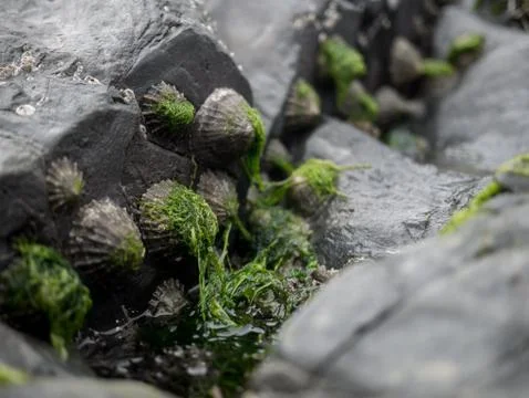 Shells on a stone at the beach covered in Seaweed Stock Photos