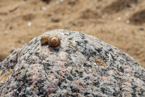 Shells on the stone Stock Photos