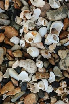 Shells on a stony beach Stock Photos