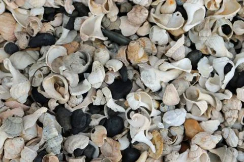 Shells on a stony beach Stock Photos