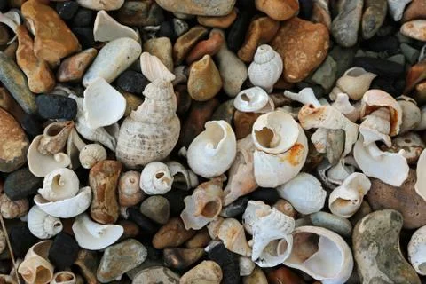 Shells on a stony beach Stock Photos