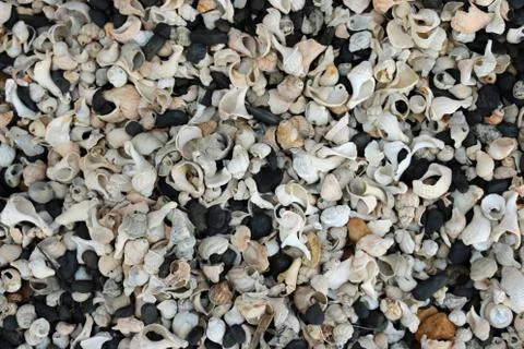 Shells on a stony beach Stock Photos