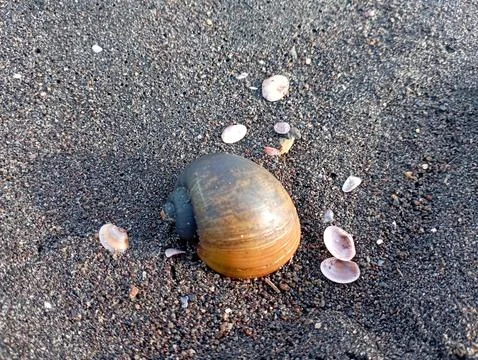 Shells on a stretch of sand on the beach Foto stock